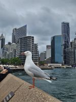 Möwe an der Oper &ndash; &copy; Mariele Koeckeritz (Eberhardt TRAVEL)