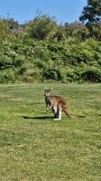 Mama-Känguru mit einem 