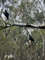 schwarze Kakadus &ndash; &copy; Mariele Koeckeritz (Eberhardt TRAVEL)