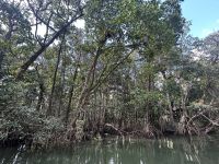 Cairns: Daintree Nationalpark Bootsfahrt mit Magrovenwäldern &ndash; &copy; Anne Fohlert (Eberhardt TRAVEL)