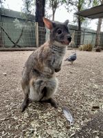 Sydney: Featherdale Wildlife Park Rotnackenkänguru &ndash; &copy; Anne Fohlert (Eberhardt TRAVEL)
