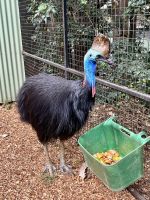Sydney: Featherdale Wildlife Park Kassuar &ndash; &copy; Anne Fohlert (Eberhardt TRAVEL)