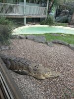 Sydney: Featherdale Wildlife Park Krokodil &ndash; &copy; Anne Fohlert (Eberhardt TRAVEL)