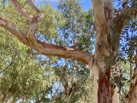 Alte Telegraphen Station, Alice Springs &ndash; &copy; Mareike Schmidt (Eberhardt TRAVEL)