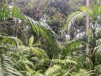 Skyrail Regenwald &ndash; &copy; Mareike Schmidt (Eberhardt TRAVEL)