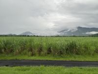 Zuckerrohrfelder &ndash; &copy; Patrick Fritzsche (Eberhardt TRAVEL)