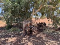 9. Tag: Von Alice Springs zum Kings Canyon – Emus am Erldunda Roadhouse