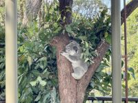21. Tag: Wildlife Retreat im Taronga Zoo in Sydney – Koalas im Taronga Zoo