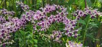 26 Orchideengarten Singapur &ndash; &copy; Susanne Schirmann (Eberhardt TRAVEL)