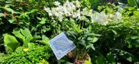 28 Orchidee nach Lady Diana benannt &ndash; &copy; Susanne Schirmann (Eberhardt TRAVEL)