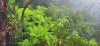 160 Ausflug in die Blue Mountains &ndash; &copy; Susanne Schirmann (Eberhardt TRAVEL)