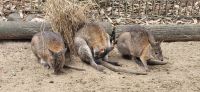 166 Wallabys &ndash; &copy; Susanne Schirmann (Eberhardt TRAVEL)