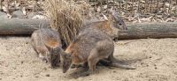 167 Wallabys &ndash; &copy; Susanne Schirmann (Eberhardt TRAVEL)