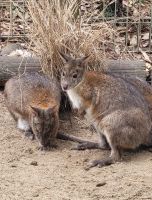 168 Wallabys &ndash; &copy; Susanne Schirmann (Eberhardt TRAVEL)