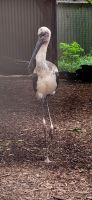 177 australischer Storch &ndash; &copy; Susanne Schirmann (Eberhardt TRAVEL)