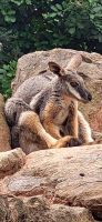178 Wallaby &ndash; &copy; Susanne Schirmann (Eberhardt TRAVEL)