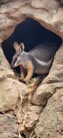 179 Wallaby &ndash; &copy; Susanne Schirmann (Eberhardt TRAVEL)