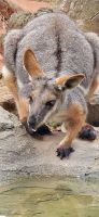 180 Wallaby &ndash; &copy; Susanne Schirmann (Eberhardt TRAVEL)