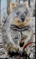 181 Quokka &ndash; &copy; Susanne Schirmann (Eberhardt TRAVEL)