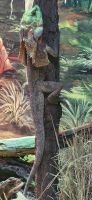182 Featherdale Wildlife Park &ndash; &copy; Susanne Schirmann (Eberhardt TRAVEL)