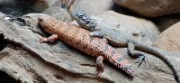 183 Featherdale Wildlife Park &ndash; &copy; Susanne Schirmann (Eberhardt TRAVEL)