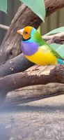 186 australische Finken &ndash; &copy; Susanne Schirmann (Eberhardt TRAVEL)