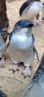 188 Pinguine &ndash; &copy; Susanne Schirmann (Eberhardt TRAVEL)