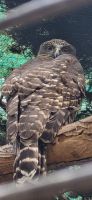 190 Featherdale Wildlife Park &ndash; &copy; Susanne Schirmann (Eberhardt TRAVEL)