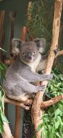 191 Koala &ndash; &copy; Susanne Schirmann (Eberhardt TRAVEL)