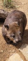 192 Wombat &ndash; &copy; Susanne Schirmann (Eberhardt TRAVEL)