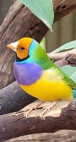 194 australische Finken &ndash; &copy; Susanne Schirmann (Eberhardt TRAVEL)