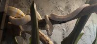 237 Python &ndash; &copy; Susanne Schirmann (Eberhardt TRAVEL)