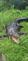 238 Krokodil &ndash; &copy; Susanne Schirmann (Eberhardt TRAVEL)