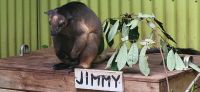 239 Baumkänguru &ndash; &copy; Susanne Schirmann (Eberhardt TRAVEL)