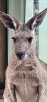 240 Känguru &ndash; &copy; Susanne Schirmann (Eberhardt TRAVEL)