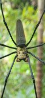 249 Nephila Spider &ndash; &copy; Susanne Schirmann (Eberhardt TRAVEL)
