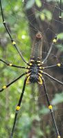 250 Nephila Spider &ndash; &copy; Susanne Schirmann (Eberhardt TRAVEL)