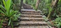 262 Daintree Rainforest &ndash; &copy; Susanne Schirmann (Eberhardt TRAVEL)