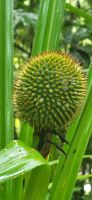 264 Daintree Rainforest &ndash; &copy; Susanne Schirmann (Eberhardt TRAVEL)