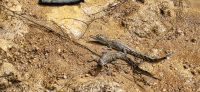 271 Krokodile 2 Wochen alt &ndash; &copy; Susanne Schirmann (Eberhardt TRAVEL)