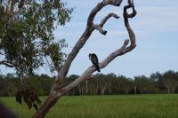 Bootsfahrt auf dem Yellow Waters, Kakadu Nationalpark (5).jpg &ndash; &copy; Annika Lembke (Eberhardt TRAVEL)
