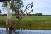 Bootsfahrt auf dem Yellow Waters, Kakadu Nationalpark (6).jpg &ndash; &copy; Annika Lembke (Eberhardt TRAVEL)