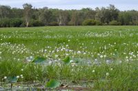 Bootsfahrt auf dem Yellow Waters, Kakadu Nationalpark (13).jpg &ndash; &copy; Annika Lembke (Eberhardt TRAVEL)