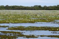Bootsfahrt auf dem Yellow Waters, Kakadu Nationalpark (17).jpg &ndash; &copy; Annika Lembke (Eberhardt TRAVEL)