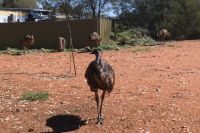 Fahrt nach Alice Springs, Erldunda Roadhouse mit Emus.jpg &ndash; &copy; Annika Lembke (Eberhardt TRAVEL)