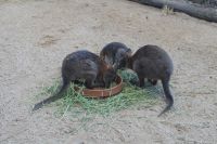 Featherdale Wildlife Park (3)-1.jpg &ndash; &copy; Annika Lembke (Eberhardt TRAVEL)