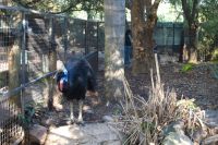 Featherdale Wildlife Park (6)-1.jpg &ndash; &copy; Annika Lembke (Eberhardt TRAVEL)