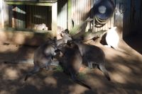Featherdale Wildlife Park (8).jpg &ndash; &copy; Annika Lembke (Eberhardt TRAVEL)