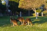 Westaustralien - Yanchep Nationalpark (3).jpg &ndash; &copy; Annika Lembke (Eberhardt TRAVEL)
