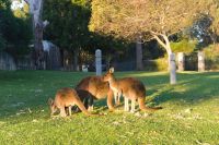 Westaustralien - Yanchep Nationalpark (4).jpg &ndash; &copy; Annika Lembke (Eberhardt TRAVEL)